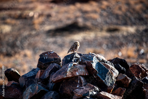 2024 03 10 Marrakesh owl 18 photo