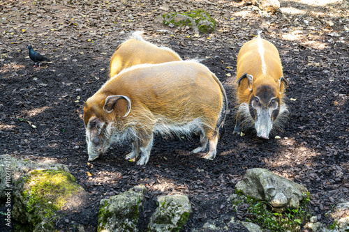 Red river hog, Potamochoerus porcus, also known as the bush pig. photo