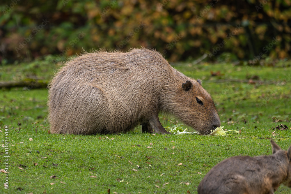 Capybara, Hydrochoerus hydrochaeris grazing on fresh green grass Capybara, Hydrochoerus hydrochaeris grazing on fresh green grass