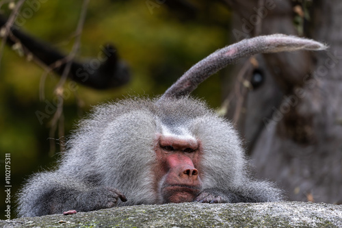 Obraz na płótnie The hamadryas baboon, Papio hamadryas is a species of baboon w salonie