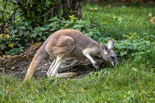 Red kangaroo, Macropus rufus in a german park photo