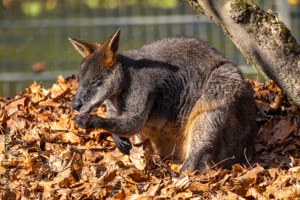 Naklejka premium Swamp Wallaby, Wallabia bicolor, is one of the smaller kangaroos