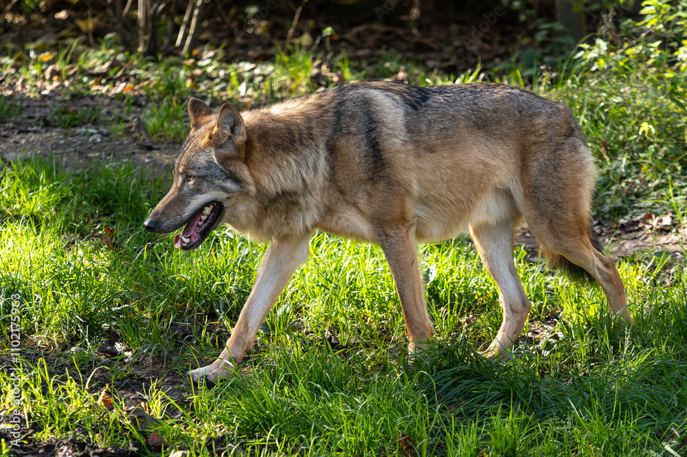 Fototapeta premium European Grey Wolf, Canis lupus in a german park