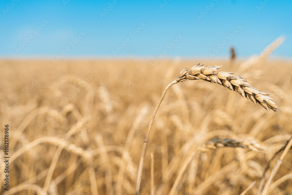 Fototapeta premium Golden ears of wheat, beautiful agro natural background. Growth nature harvest. Wheat field natural product.