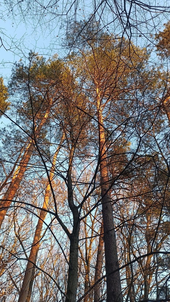 Fototapeta premium trees in autumn