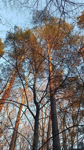 trees in autumn