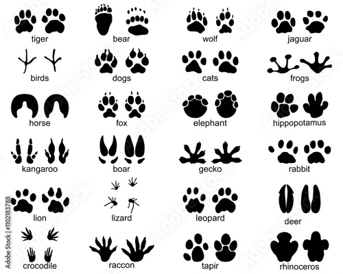 Set of  traces of wild animals, illustration of black silhouettes		