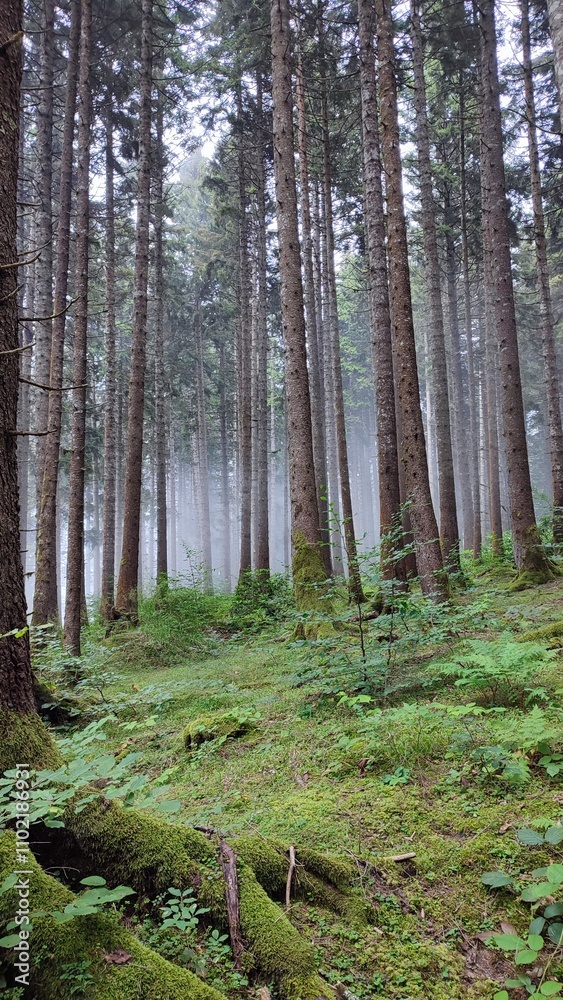 Fototapeta premium Forest