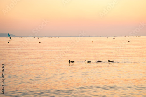 Mother duck and ducklings float on the water at sunset.