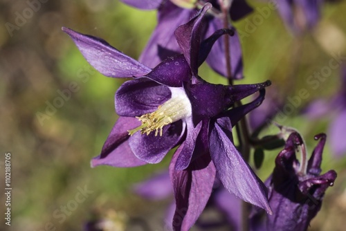 Fleur d'Ancolie commune, Aquilegia vulgaris