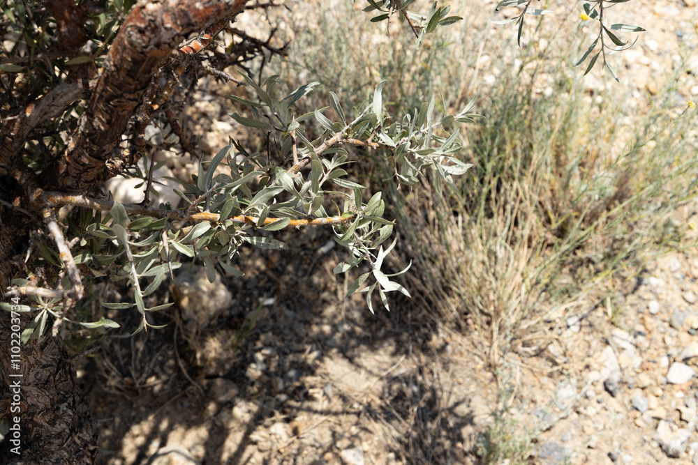 A resilient small plant sprouts amidst the dry desert landscape, symbolizing life and hope in a harsh environment. A resilient small plant sprouts amidst the dry desert landscape, symbolizing life and hope in a harsh environment.