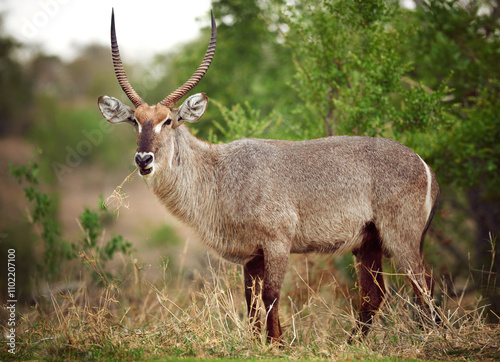 Fototapeta Naklejka Na Ścianę i Meble -  Safari, animal and buck in nature with conservation, outdoor travel park or biodiversity in grassland. Wildlife, ecology and horned antelope in environment on African game reserve for eco tourism