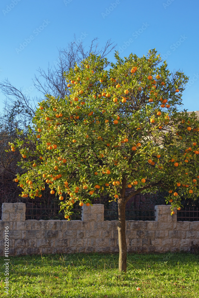 Fototapeta premium Tangerine tree with ripe fruit in orchard on sunny day