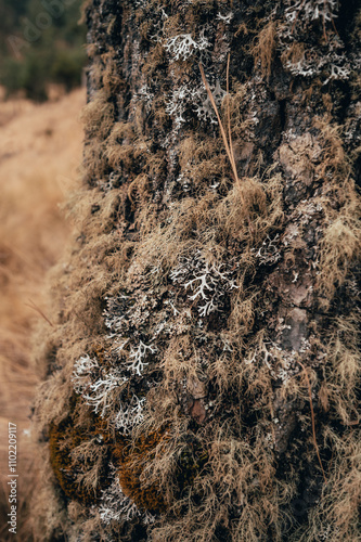 Bark of a tree in the middle of the forest with vegetation dry from the winter, with a background in ochre colors