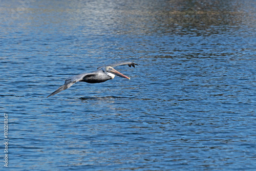 Brown Pelican gliding low to the water at an inland lake.