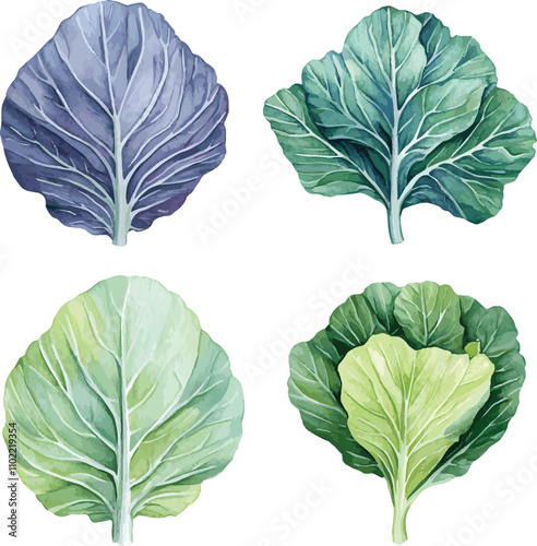 watercolor Cabbage Leaves set on white. Salad leaves vector watercolor set. Hand drawn illustration. Different types of salads.