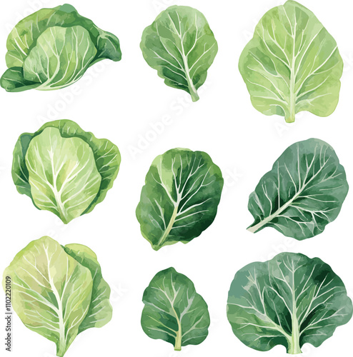 watercolor Cabbage Leaves set on white. Salad leaves vector watercolor set. Hand drawn illustration. Different types of salads.