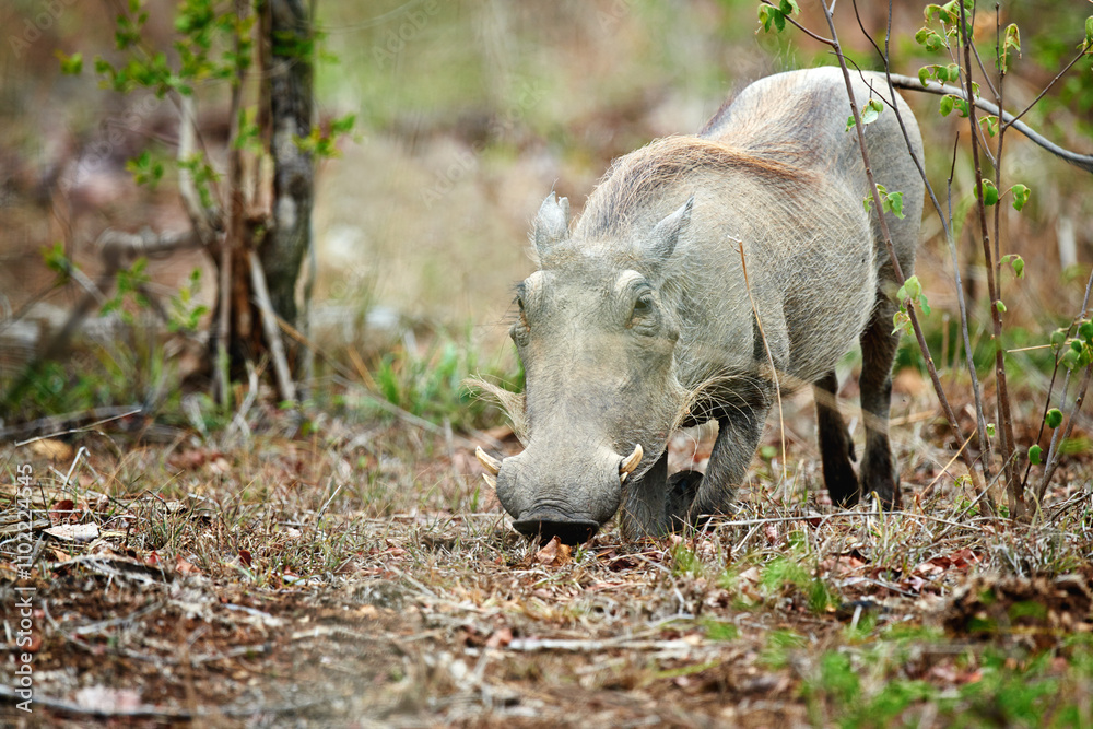Safari, warthog or eating grass in nature for ecology, herbivore or sustainability in natural habitat. Wildlife, indigenous animal or fauna feeding on plants in environment for hunger or conservation Safari, warthog or eating grass in nature for ecology, herbivore or sustainability in natural habitat. Wildlife, indigenous animal or fauna feeding on plants in environment for hunger or conservation