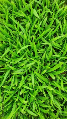 Vibrant green grass with small blades and a soft texture, earthy, blades