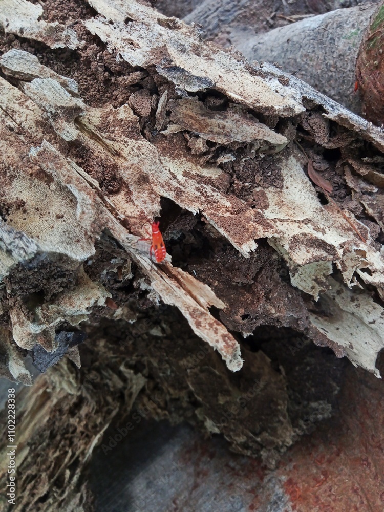 A red-colored pucung that sits on a rotten tree A red-colored pucung that sits on a rotten tree
