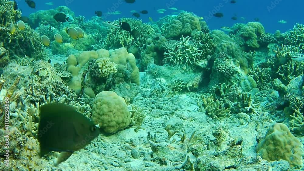 coral reef with fish coral reef with fish