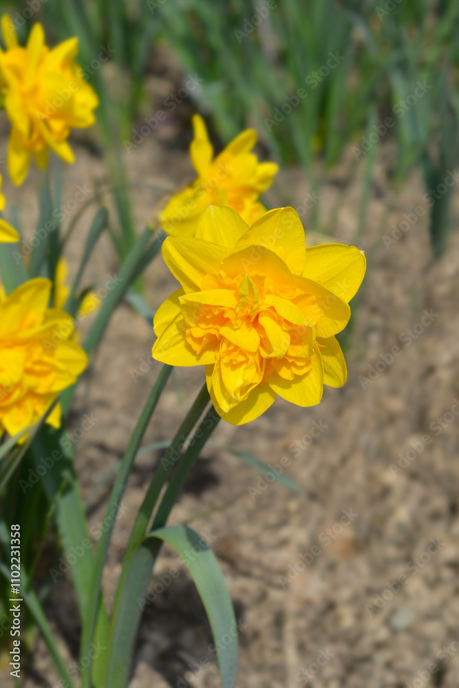 Daffodil Double Power flowers Daffodil Double Power flowers