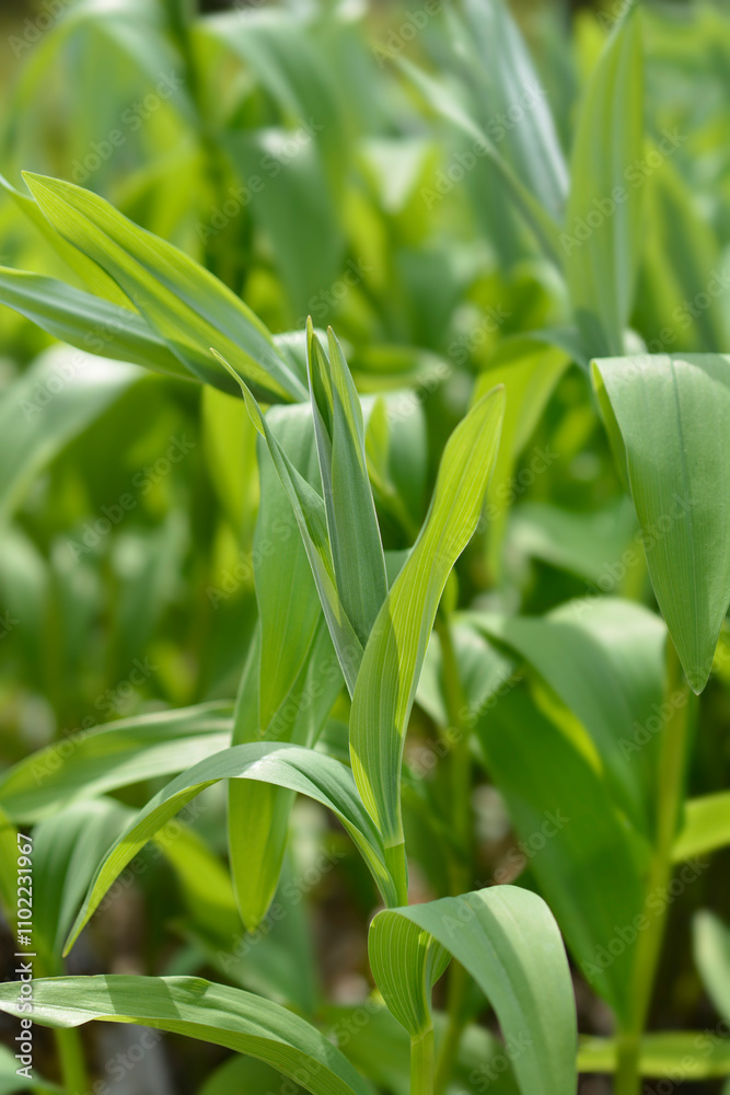 Star flowered lily of the valley leaves Star flowered lily of the valley leaves