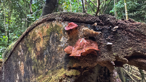Wild Reddish Orange Fungus Mushrooms on Fallen Tree Trunk Bark