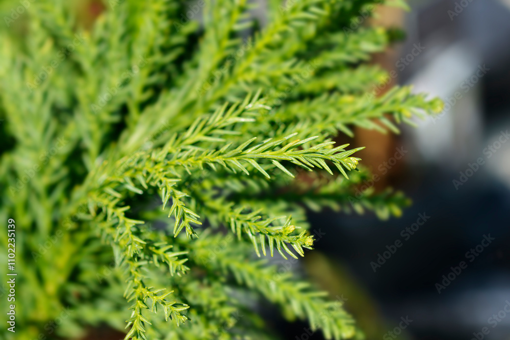 Cockscomb Japanese cedar branch Cockscomb Japanese cedar branch