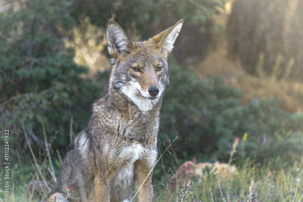 Fototapeta premium Coyote non happy