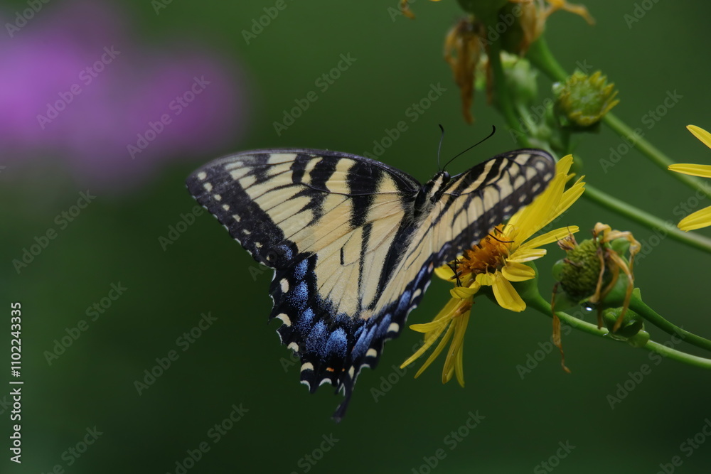 Obraz premium butterfly on a flower