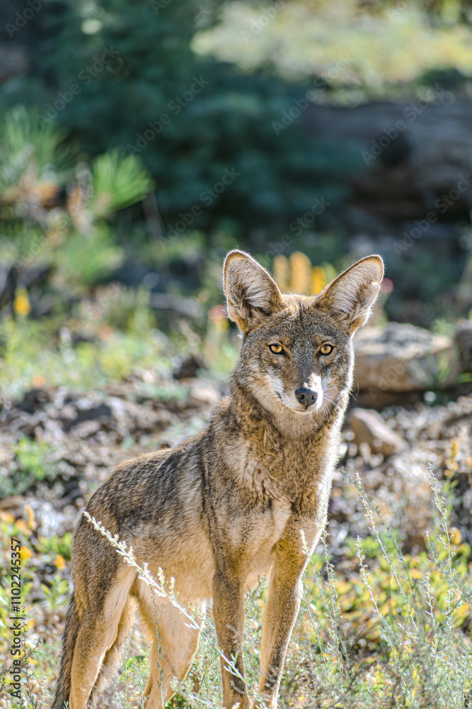 Obraz premium Mirada canina