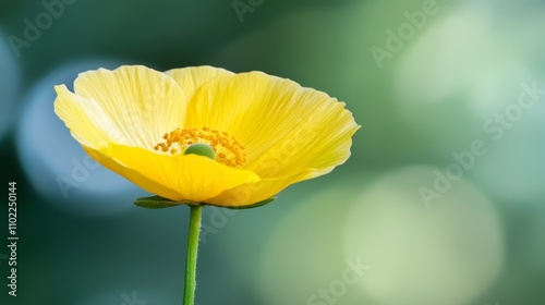  a single yellow Welsh poppy with its stem in the foreground, set against a blurred green background photo