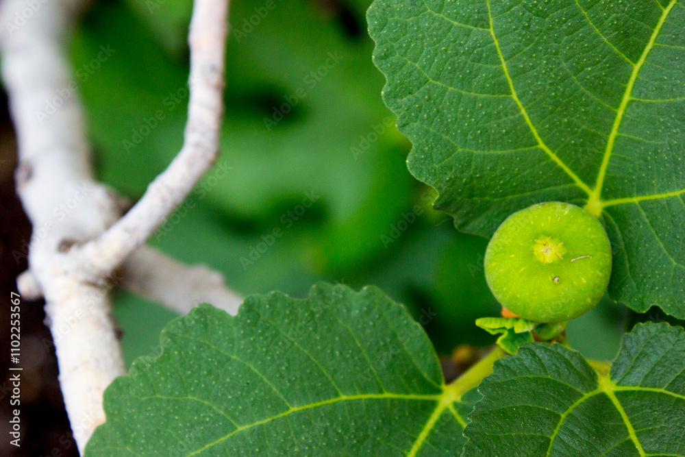 A ripe green figs hanging from a fig tree branch in the garden. A ripe green figs hanging from a fig tree branch in the garden.