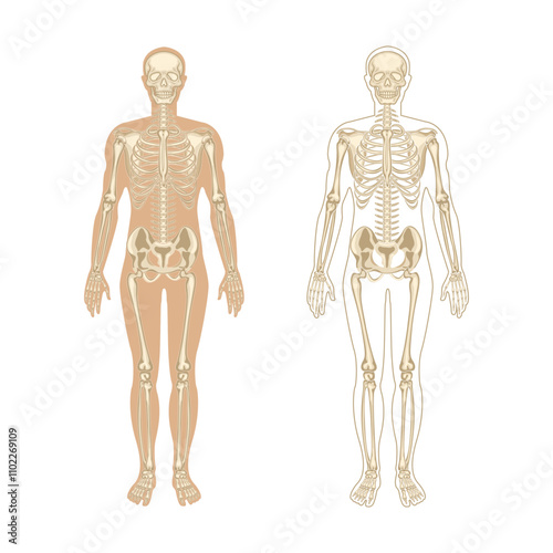 Human man skeleton anatomy. flat illustration of skull and bones in body. Halloween, medical, educational or science banner