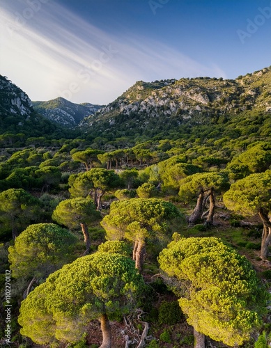 Mediterranean undergrowth vegetation in Coma dels Cairats, Son Moragues public estate photo