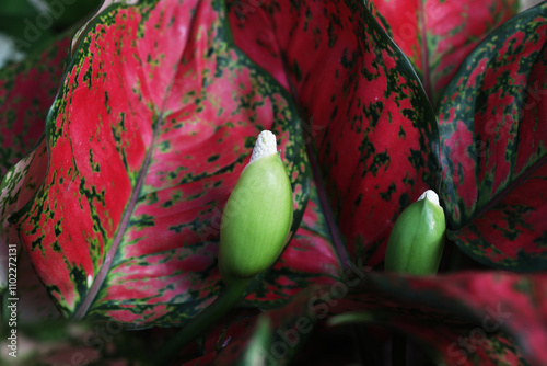 Aglaonema Red Valentine blooming in flowers