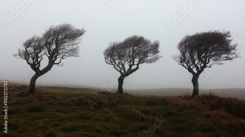 Windswept Trees Shrouded in Mist on a Moorland Landscape