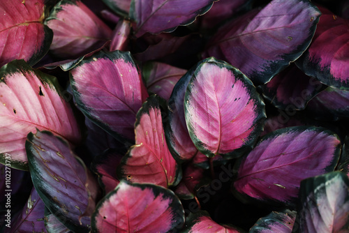 Beautiful foliage plant Calathea Roseopicta pink star