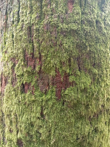 Moss on the trunk of an old tree