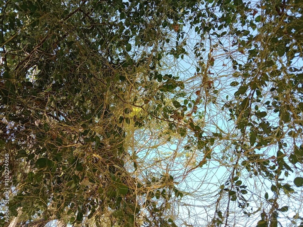yellow cuscuta parasite on tree.dodder or amarbel on the plant yellow cuscuta parasite on tree.dodder or amarbel on the plant
