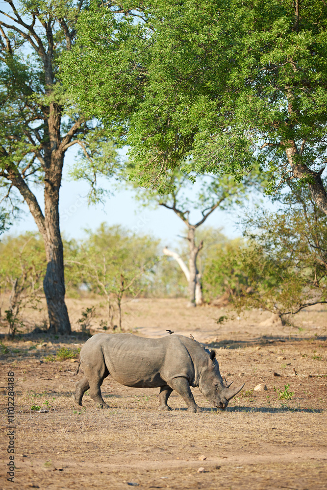 Naklejka premium Africa, wildlife and rhino with environment, habitat and grazing with sightseeing. Outdoor, animal and safari with tourism, landscape and empty with field, Kenya and travel with ecology and nature