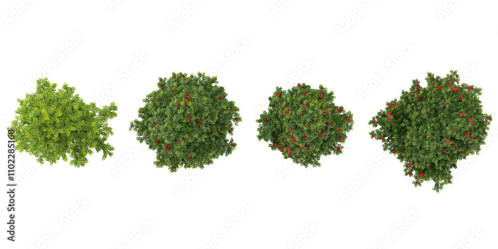 3d rendering of Albizia trees on transparent background from top view 3d rendering of Albizia trees on transparent background from top view