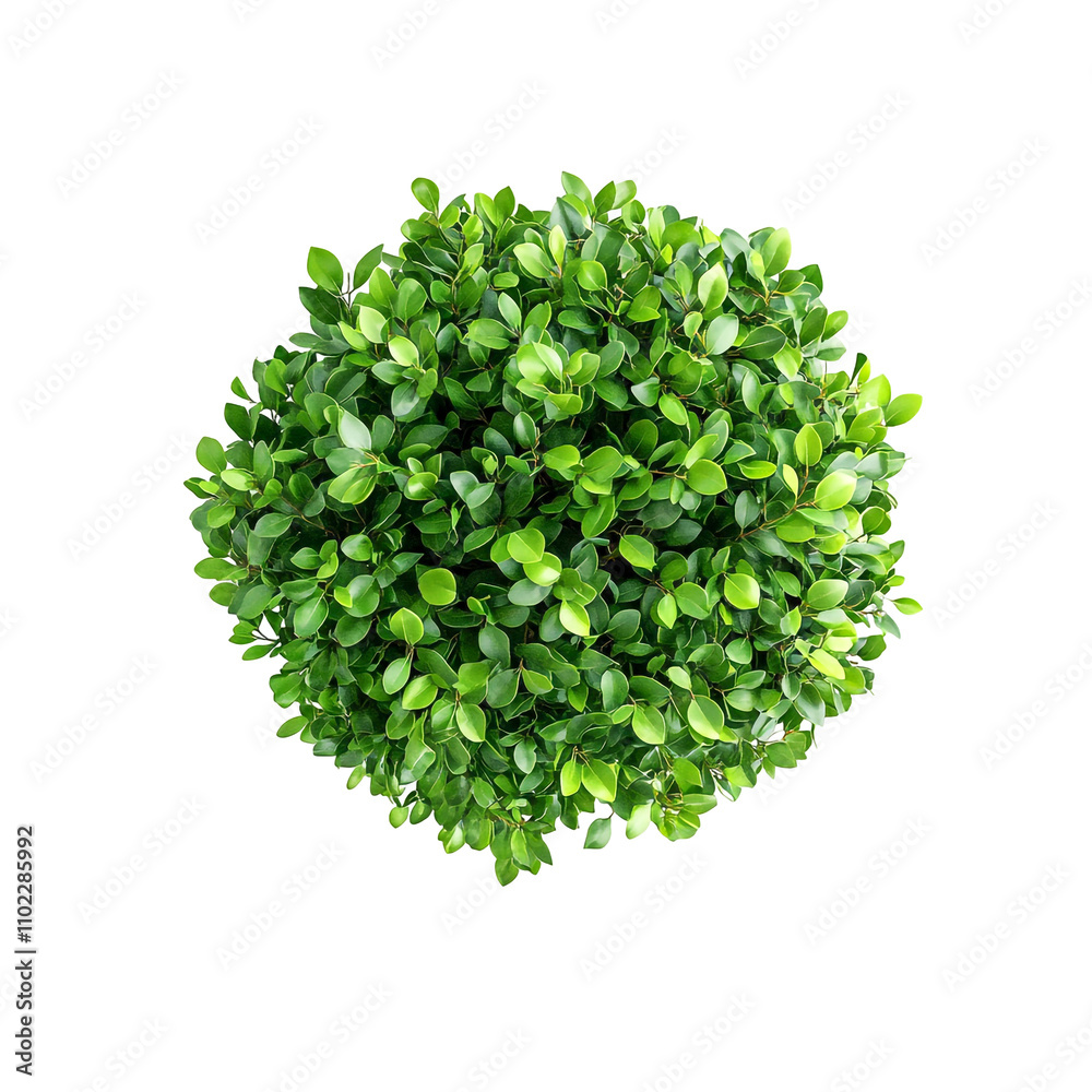 Fototapeta premium round bush with green leaves