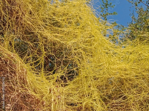 yellow cuscuta parasite on tree.dodder or amarbel on the plant 