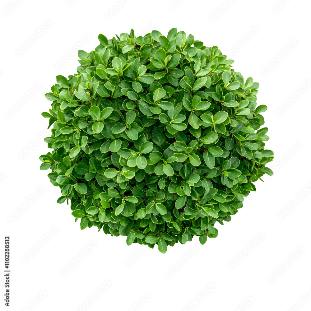 Fototapeta premium round bush with green leaves