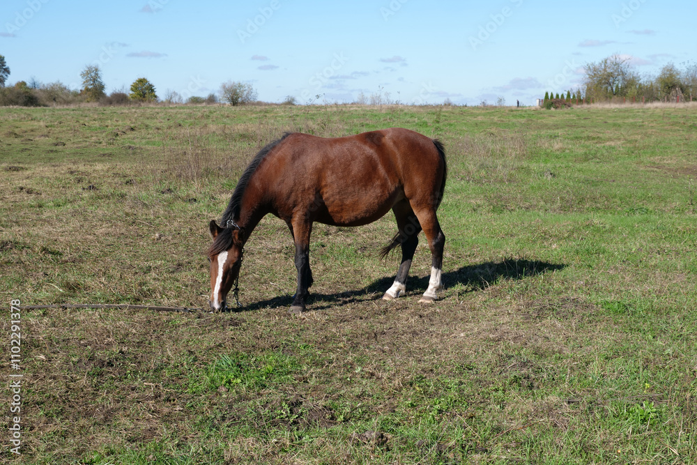 Fototapeta premium Horses graze in the field. Agriculture. Caring for horses.