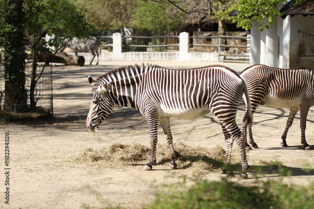 Zwei Zebras in einem Gehege, die friedlich Heu fressen. Das Bild zeigt die faszinierende Schönheit ihres gestreiften Fells unter natürlichem Licht und einer entspannten Umgebung Zwei Zebras in einem Gehege, die friedlich Heu fressen. Das Bild zeigt die faszinierende Schönheit ihres gestreiften Fells unter natürlichem Licht und einer entspannten Umgebung