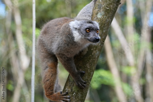 cute lemur climbing a tree on madagascar