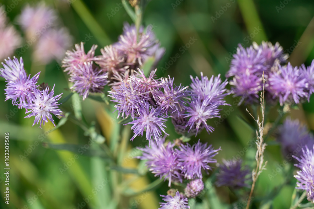Purple flower vernonia growth and blossom in autumn on meadow. Wildflower of the asteraceae family named after famous botanist william vernon. Used in folk medicine and added to salad Purple flower vernonia growth and blossom in autumn on meadow. Wildflower of the asteraceae family named after famous botanist william vernon. Used in folk medicine and added to salad